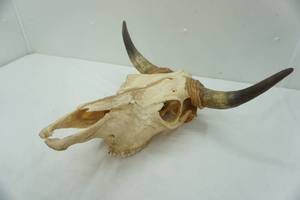 Longhorn Skull - good condition