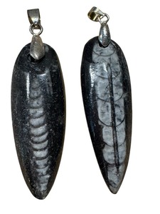 lot 24J image: Two Orthoceras Pendants