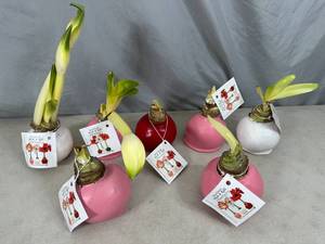 lot 70 image: 7 New Bloomaker Waxed Amaryllis Flowers