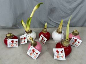 lot 116 image: 7 New Bloomaker Waxed Amaryllis Flowers