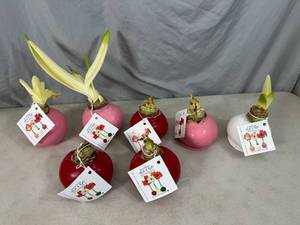 lot 125 image: 7 New Bloomaker Waxed Amaryllis Flowers