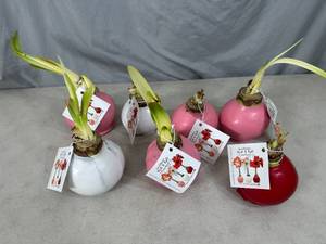 lot 130 image: 7 New Bloomaker Waxed Amaryllis Flowers