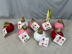 lot 137 image: 8 New Bloomaker Waxed Amaryllis Flowers
