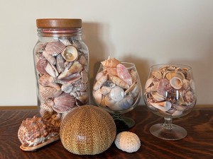 lot 48 image: Seashell Collection