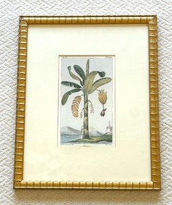 lot 134 image: 1831 Musa Palm Antique Print Banana Plant Natural History Botanical Botany Framed Wall Art