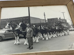 lot 59 image: Framed Photo of the Budweiser Clydesdale Horses in St. Paul MN.