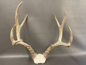 lot 3P image: Natural Deer Antlers Rustic Decorative Pair