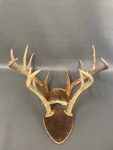 lot 4P image: 2 Sets Mounted Deer Antlers Collection