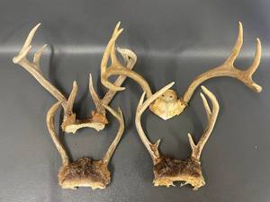 lot 5P image: Genuine Deer Antlers Collection for Decor or Craft