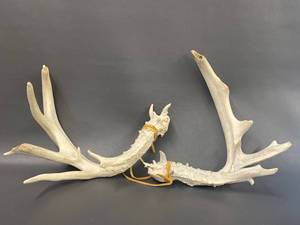 lot 7P image: Natural Deer Rattling Antlers Set for Rustic Decor Crafts