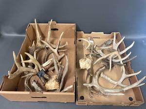 lot 8P image: Large Rustic Deer Antler Collection for DecorCrafts