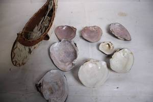 lot 149 image: Set of 7 Vintage Seashells with Decorative Birchbark Canoe