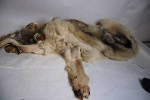 lot B-204 image: Natural Color Real Fur Wolf Pelt