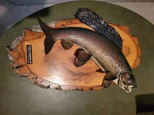 lot 198 image: Mounted Taxidermy Trout Fish on Rustic Plaque by Telesky Taxidermists