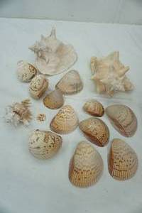 lot 211 image: Sea Shells Lot 2 conch and more