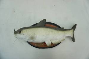 lot 262 image: Cool Catfish