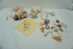 lot 414 image: Seashell Lot with Seashell light