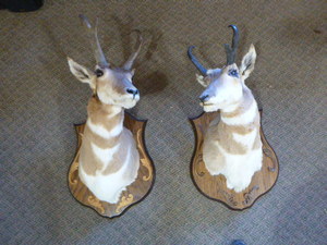 lot 120 image: 2 Antelope Mounted Busts