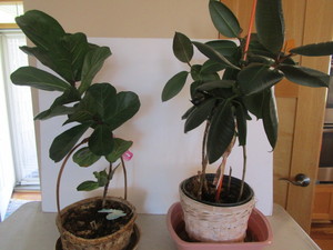 lot 183 image: House Plants, Fig