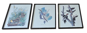 lot 41 image: Three Framed Vintage Bird Prints