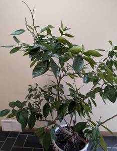 Potted Orange Tree