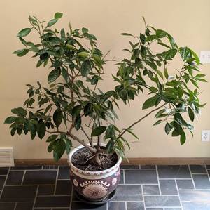 Potted Orange Tree