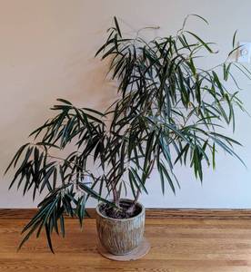 lot 21 image: Potted Ficus Plant