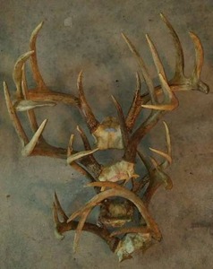 lot 510 image: Deer Antlers (5)