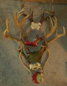 lot 511 image: Deer Antlers (5)