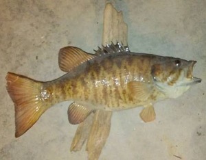 lot 523 image: Fish Mount.