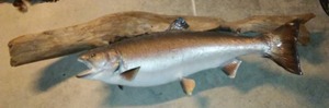 lot 524 image: Fish Mount