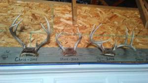 lot 796 image: Antlers (6).