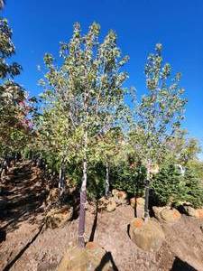 lot 24 image: Red Maple