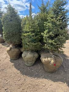 lot 87 image: Black Hills Spruce