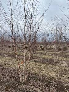 lot 77 image: River Birch Clump - 12-14