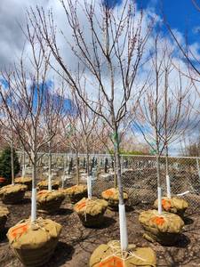 Autumn Blaze Maple - 2.5" Diameter