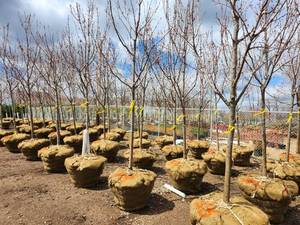 lot 49 image: Red Maple