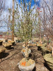 lot 61 image: Spring Snow Crabapple - 2 diameter
