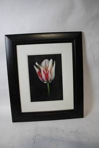 lot 411 image: Framed Tulip Art Print