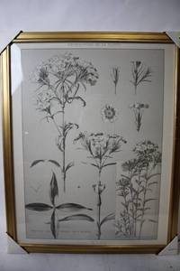 lot 415 image: Framed Botanical Print Encyclopdie de la Plante