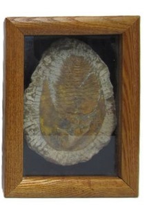 lot 167 image: Genuine Framed Metacanthina Trilobite Fossil