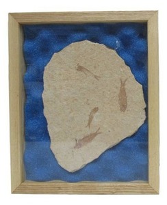 lot 161 image: Genuine Framed Fish Fossil - Knightia 
