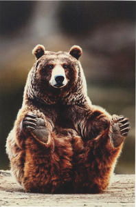 lot 487 image: Open Road Brands Playful Bear Holding Feet Canvas Wall Art