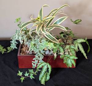 lot 132 image: Small Potted House Plants