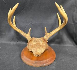 lot 208 image: Vintage Mounted Antler Display on Wooden Plaque