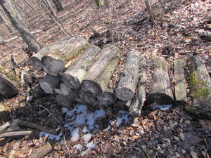 lot 29 image: FIREWOOD