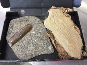 lot 135 image: Fossil Specimen 11 12 x 9  Limestone Fossil Lief Print