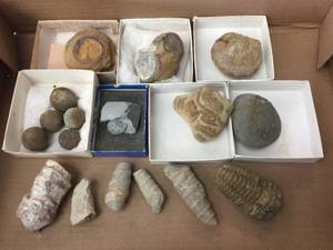 lot 136 image: Variety of Fossil Specimens