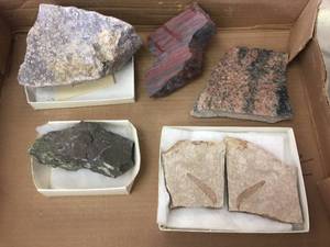 lot 137 image: Mineral Specimens  Lief Fossil