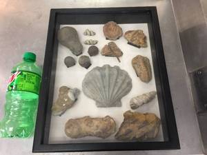 lot 138 image: Nice Fossil Display - 12 x 15